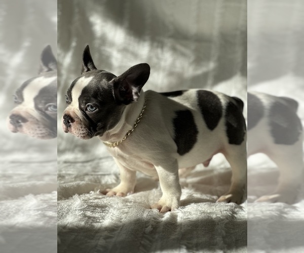 Medium Photo #3 French Bulldog Puppy For Sale in BROADWAY, NC, USA