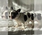 Small Photo #3 French Bulldog Puppy For Sale in BROADWAY, NC, USA