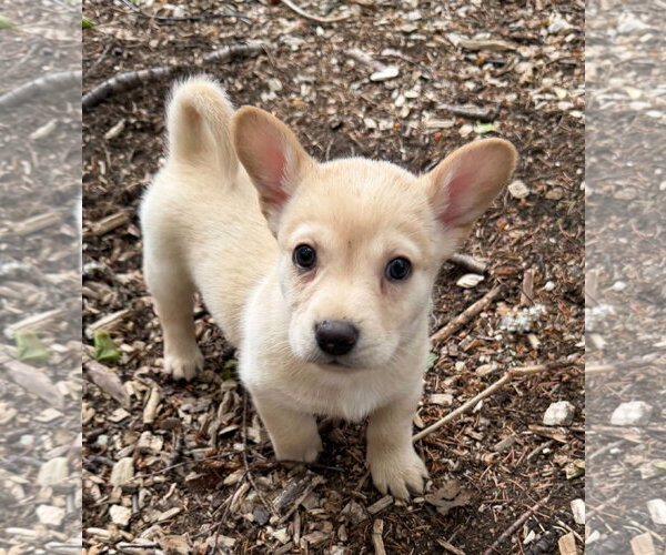 Medium Photo #6 Dachshund-Unknown Mix Puppy For Sale in Anchorage, AK, USA