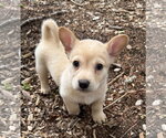 Small #5 Dachshund Mix