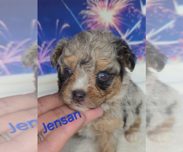 Medium Photo #4 Australian Shepherd-Poodle (Toy) Mix Puppy For Sale in AZLE, TX, USA