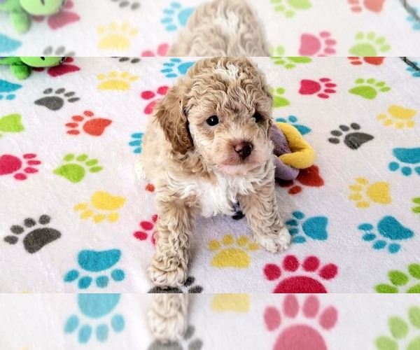 Medium Photo #12 Cock-A-Poo-Poodle (Miniature) Mix Puppy For Sale in ORO VALLEY, AZ, USA