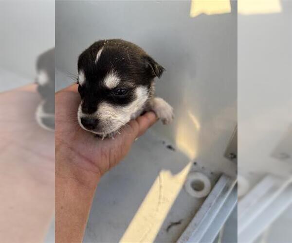 Medium Photo #1 Labsky Puppy For Sale in Houston, TX, USA