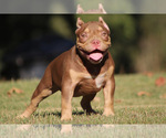 Puppy 2 American Bully