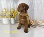 Puppy LEXIRESERVED Goldendoodle
