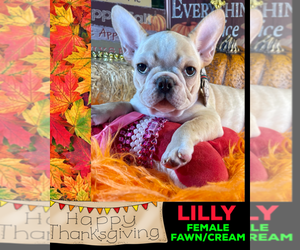 French Bulldog Puppy for sale in HEATHROW, FL, USA