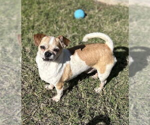 Chihuahua-Unknown Mix Dogs for adoption in Phoenix, AZ, USA