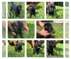 Golden Labrador Puppy for Sale in ROCKFORD, Michigan USA