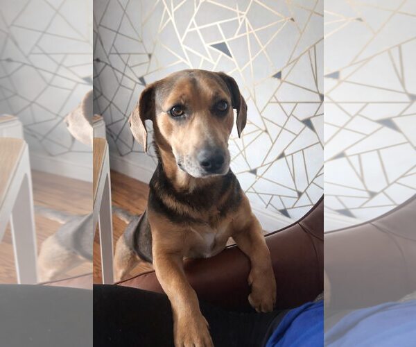 Medium Photo #4 Mutt Puppy For Sale in Greenville, SC, USA