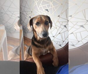 Mutt Dogs for adoption in Greenville, SC, USA