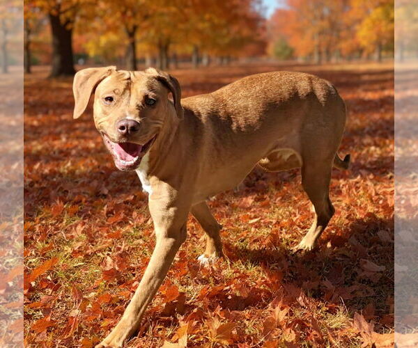 Medium Photo #5 American Pit Bull Terrier-Unknown Mix Puppy For Sale in Talladega, AL, USA