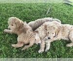 Image preview for Ad Listing. Nickname: Litter of 3