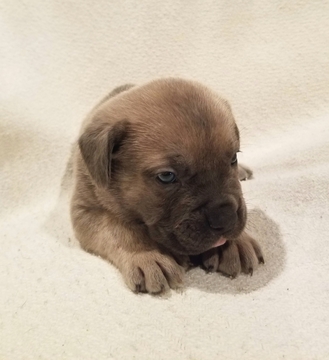 Medium Photo #1 Cane Corso Puppy For Sale in ABERDEEN, MS, USA
