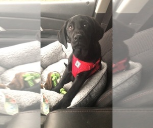 Labrador Retriever Dogs for adoption in OREGON, IL, USA