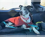 Small #6 Catahoula Leopard Dog-Pointer Mix