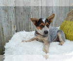 Small Photo #6 Australian Cattle Dog Puppy For Sale in HONEY BROOK, PA, USA