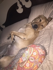 Labrador Retriever Dogs for adoption in STATESBORO, GA, USA