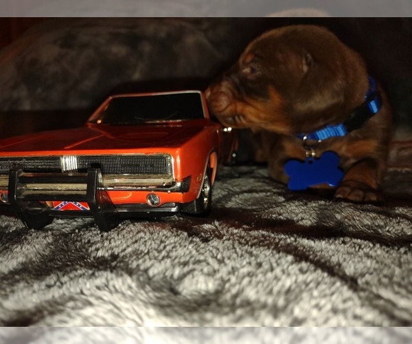 Medium Photo #11 Doberman Pinscher Puppy For Sale in BENTON, KY, USA