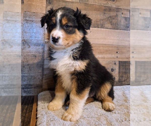 Medium Photo #1 Australian Shepherd Puppy For Sale in SAINT JOHNS, MI, USA