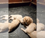 Small #2 Golden Retriever