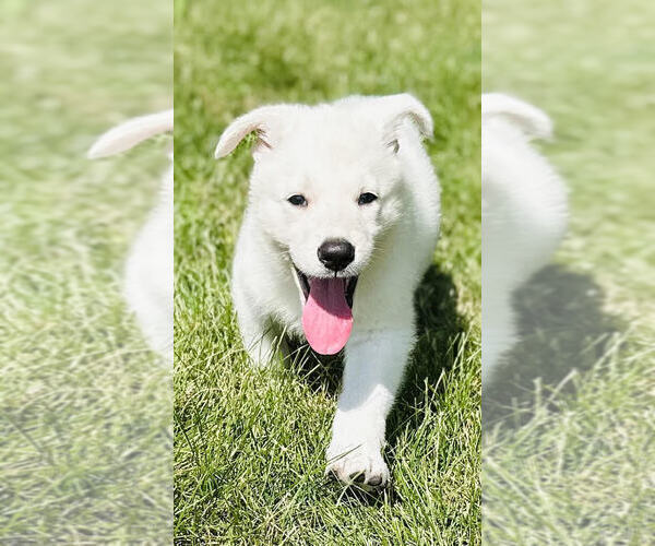 Medium Photo #5 German Shepherd Dog Puppy For Sale in CARDINGTON, OH, USA