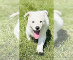 Small #4 German Shepherd Dog