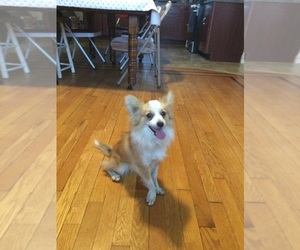 Shelillon Puppy for sale in BUENA, NJ, USA