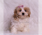 Small Photo #109 Maltipoo (Toy) Puppy For Sale in WARSAW, IN, USA