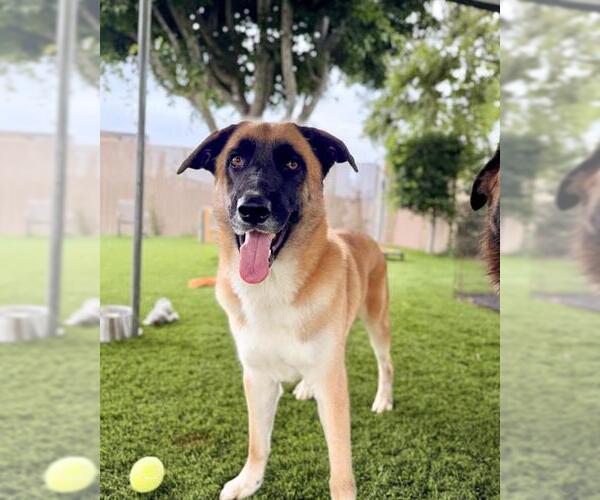 Medium Photo #3 Mutt Puppy For Sale in Chula Vista, CA, USA