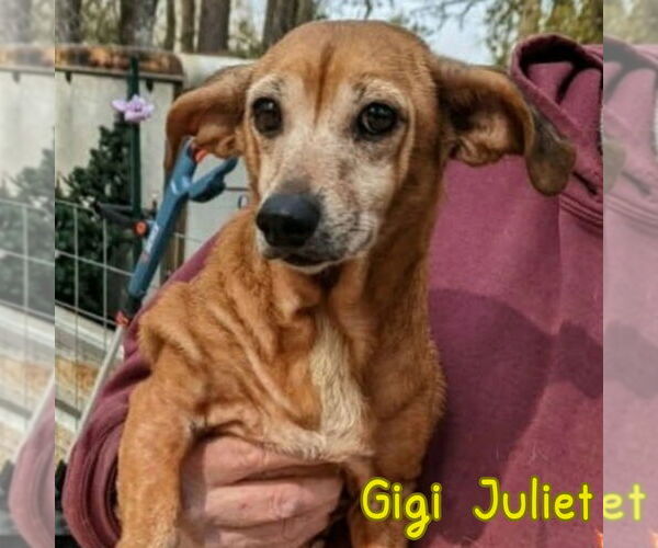 Medium Photo #6 Dachshund Puppy For Sale in San Antonio, TX, USA