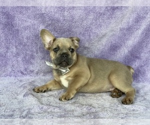French Bulldog Puppy for sale in LANCASTER, PA, USA