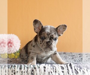 French Bulldog Puppy for sale in EAST EARL, PA, USA
