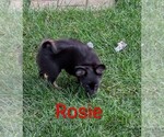 Small #1 Chihuahua