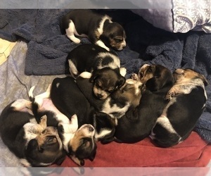 Beagle Litter for sale in FORT DODGE, IA, USA