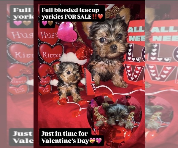 Medium Photo #1 Yorkshire Terrier Puppy For Sale in SANDY SPRINGS, GA, USA