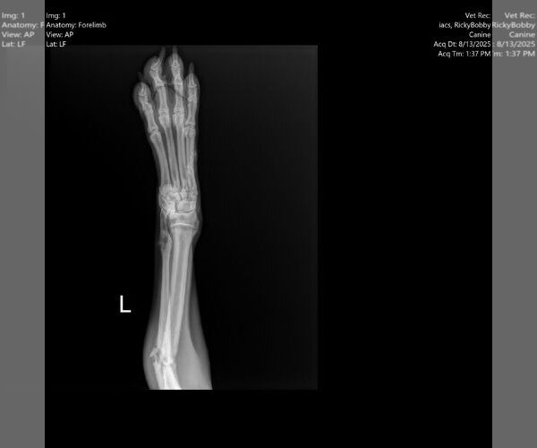 Medium Photo #6 Boxer Puppy For Sale in Burnsville, MN, USA