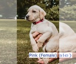 Small Photo #6 Labrador Retriever Puppy For Sale in MOBILE, AL, USA