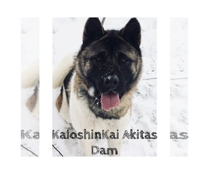 Mother of the Akita puppies born on 03/08/2025