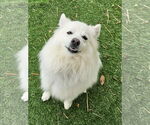 Small #1 American Eskimo Dog