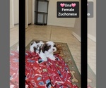 Small #1 Havanese-Zuchon Mix