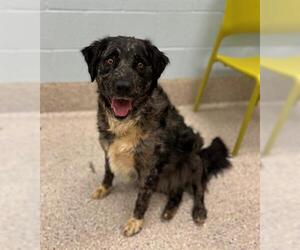 Sheprador Dogs for adoption in Brighton, CO, USA