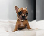 Small Photo #1 French Bulldog Puppy For Sale in ROSWELL, NM, USA