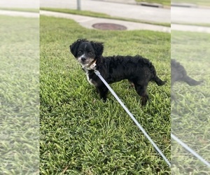 Maltipoo Puppy for sale in SPRING, TX, USA