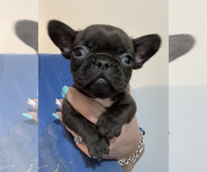 French Bulldog Puppy for sale in JAMESTOWN, TN, USA