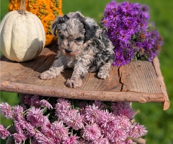Medium Photo #12 Poodle (Toy) Puppy For Sale in GOSHEN, IN, USA