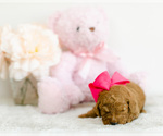 Small Photo #3 Goldendoodle (Miniature) Puppy For Sale in LITTLE ROCK, AR, USA