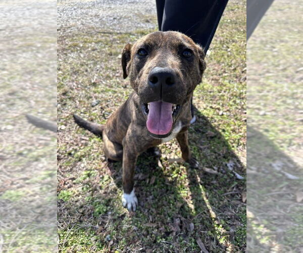 Medium Photo #3 American Staffordshire Terrier-Unknown Mix Puppy For Sale in Wenonah, NJ, USA