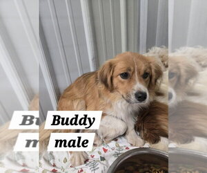 Cavalier King Charles Spaniel-Unknown Mix Dogs for adoption in Foristell, MO, USA