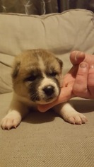 Akita Puppy for sale in HUTCHINSON, MN, USA