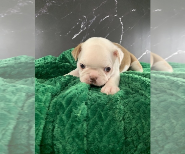 Medium Photo #20 Boston Terrier Puppy For Sale in TULARE, CA, USA